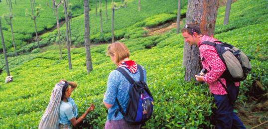 A couple learning about the tea plant from a local tea picker