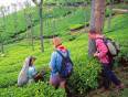 A couple learning about the tea plant from a local tea picker