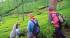 A couple learning about the tea plant from a local tea picker
