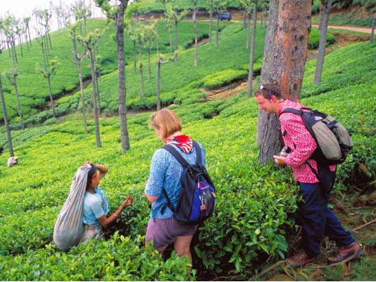 Munnar Tea Estate - 4 Days