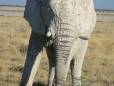 Desert elephant of Namibia