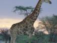 Giraffe in the sunset at Etosha