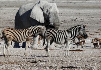 Etosha National Park