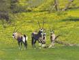 Gemsbok in a field of bright yellow flowers in Namibia