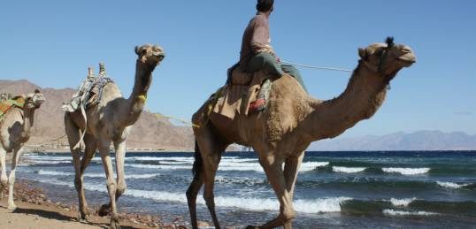 Camels on the beach in Dahab