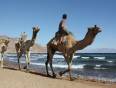 Camels on the beach in Dahab