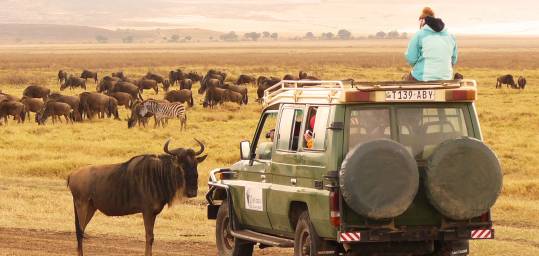 People on safari in Ngorongoro Crater, watching wildebeest and zebra