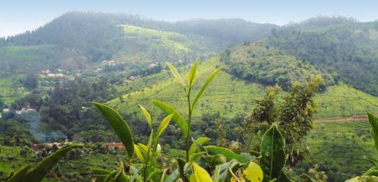 Nilgiris Hills