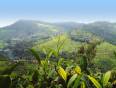 The hills and tea plantations of Nilgiri
