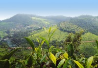 The hills and tea plantations of Nilgiri