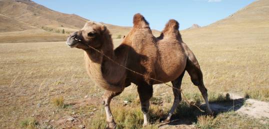 A Mongolian camel