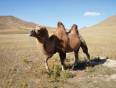 A Mongolian camel