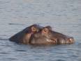 Spot a hippo like this one in Botswana's Chobe River on our African Safaris.