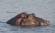 Spot a hippo like this one in Botswana's Chobe River on our African Safaris.