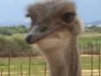 Inquisitive ostrich getting up close