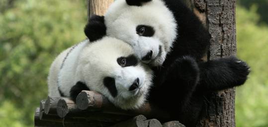 Pandas cuddling each other