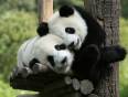 Pandas cuddling each other