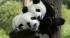Pandas cuddling each other
