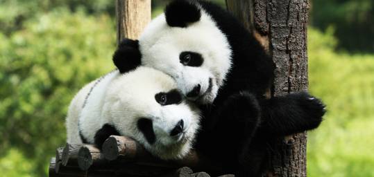 Two pandas at the Louguantai Wild Animal Breeding and Protection Centre near Xi'an