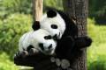 Two pandas at the Louguantai Wild Animal Breeding and Protection Centre near Xi'an