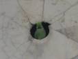 A Parakeet that has made Agra Fort it's home.
