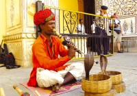 A snake charmer playing an entrancing tune
