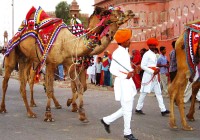 Men leading their camels in Bikaner