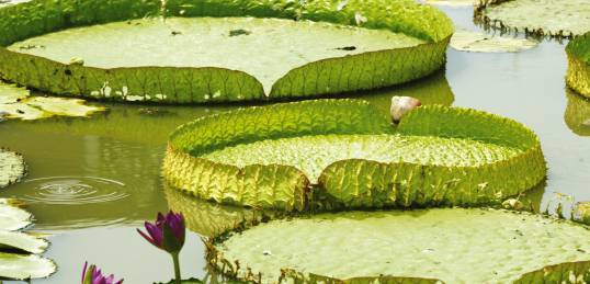 Giant water lillies in the Amazon