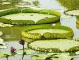 Giant Amazonian Water Lilies - Peru is full of wonderful flaura and fauna. 