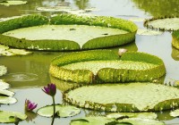 Giant water lillies in the Amazon