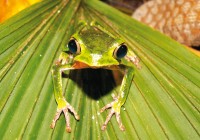 A bright green frog camouflages well against a leaf in the Amazon jungle.