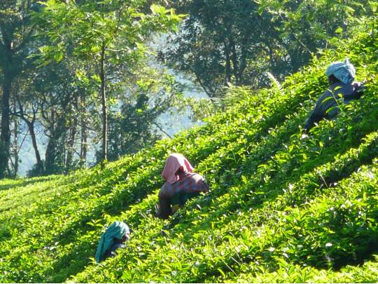 India with the Tea Centre - 17 Days