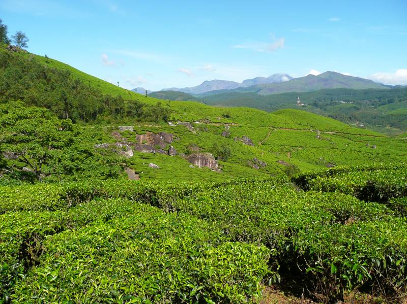 India Tea Plantation