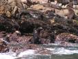 Seals on the rocks at Plettenberg