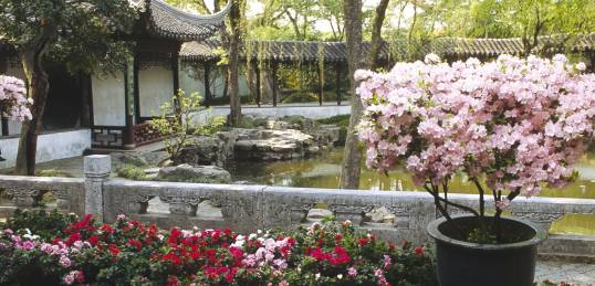 Flowers in a Suzhou garden