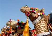 Proud Camels at the Pushkar Camel Fair