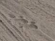 Tiger pug marks in the sand in Ranthambore National Park