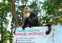 A monkey poses on the sign to Manuel Antonio National Park in Costa Rica