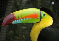 The birdlife in Costa Rica is some of the most colourful and eyecatching in the world.
