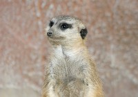 Meet a habituated meerkat in Botswana - a highlight of some of our Botswana Tours
