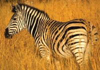 Zebras - one of Africa's most colourful animals are found in abundance in Botswana