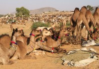 Camels for sale at Pushka Camel Fair