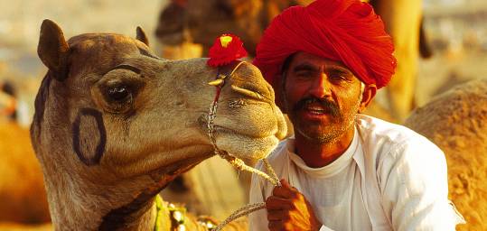 An Indian man in a bright red turban with his camel at Pushkar camel festival