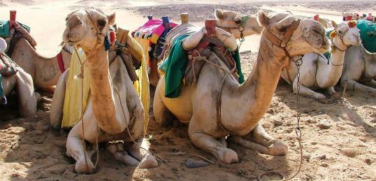A caravan of camels resting in Egypt