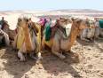 A caravan of camels resting in Egypt