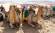A caravan of camels resting in Egypt