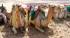 A caravan of camels resting in Egypt