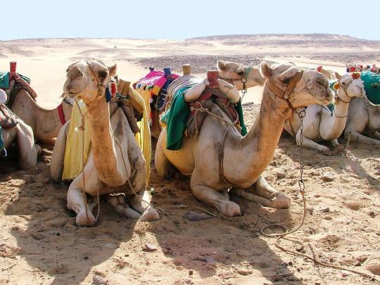 Pyramids to Petra - 15 Days
