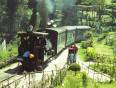 The toy train in Darjeeling passing through lush vegetation