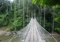 Lush jungle in Borneo's greener areas. Get up close to these natural Borneo on one of our private to